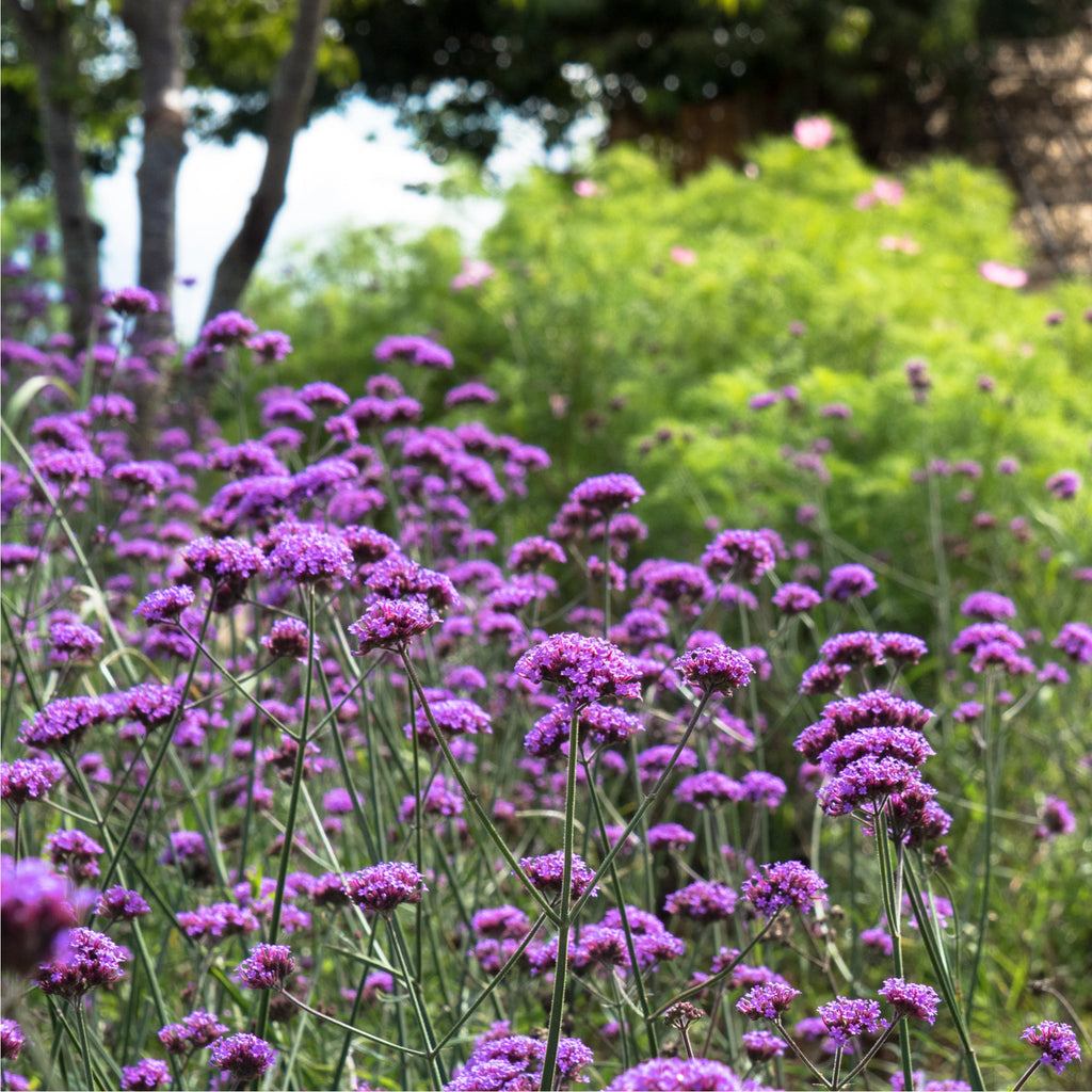 Verbena bonariensis 9cm/1.5L/2L
