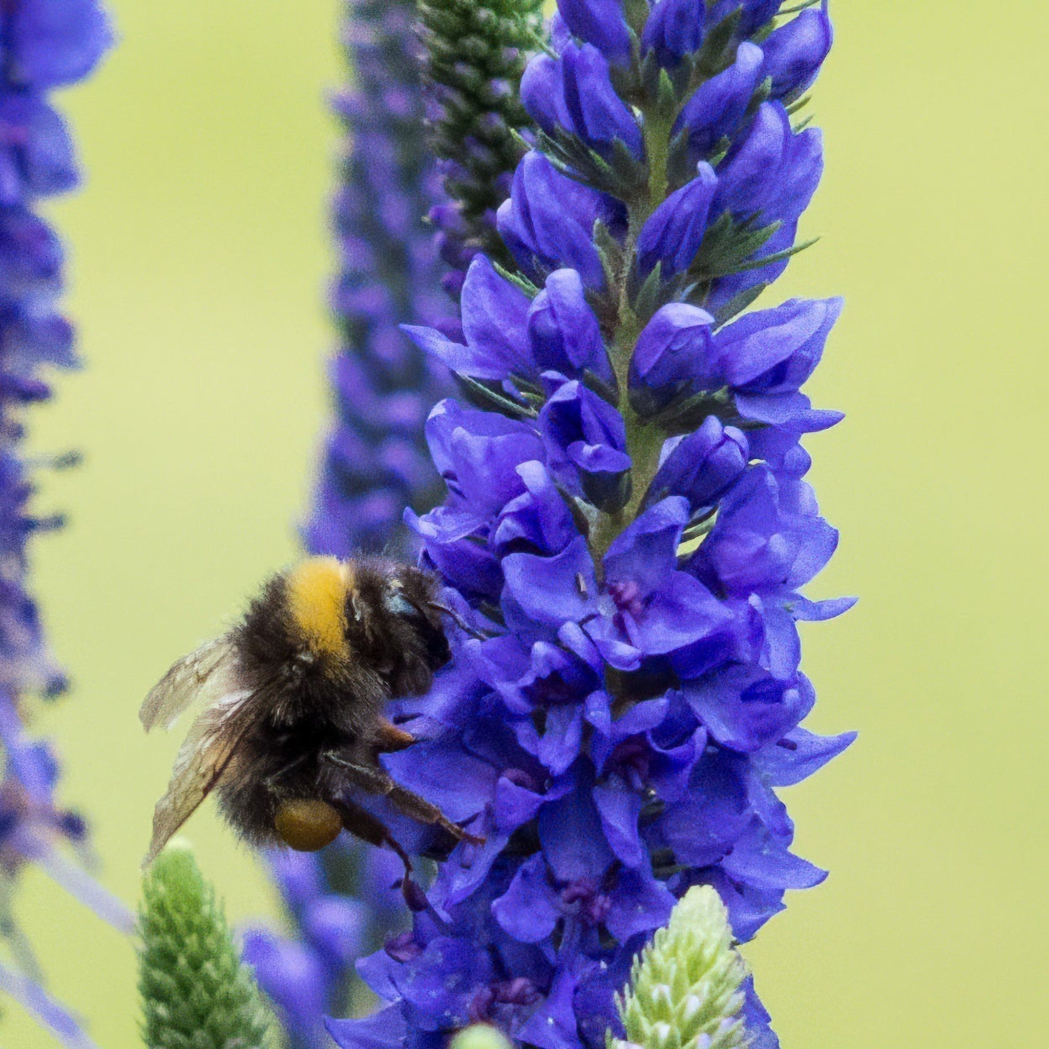 Veronica 'Anniversary Blue’ 9cm/2L