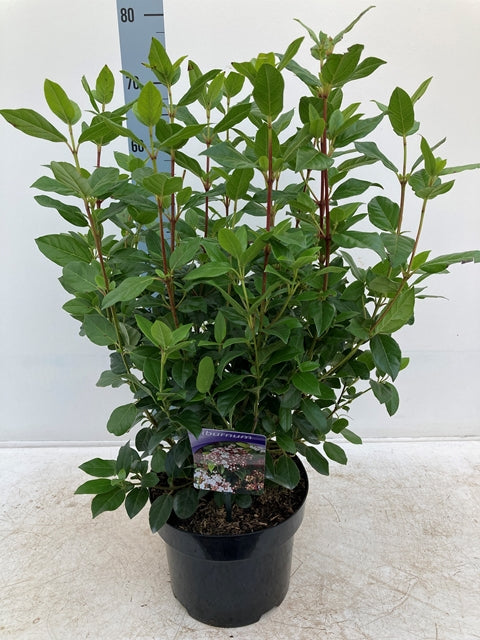 Viburnum tinus 2L / 5L
