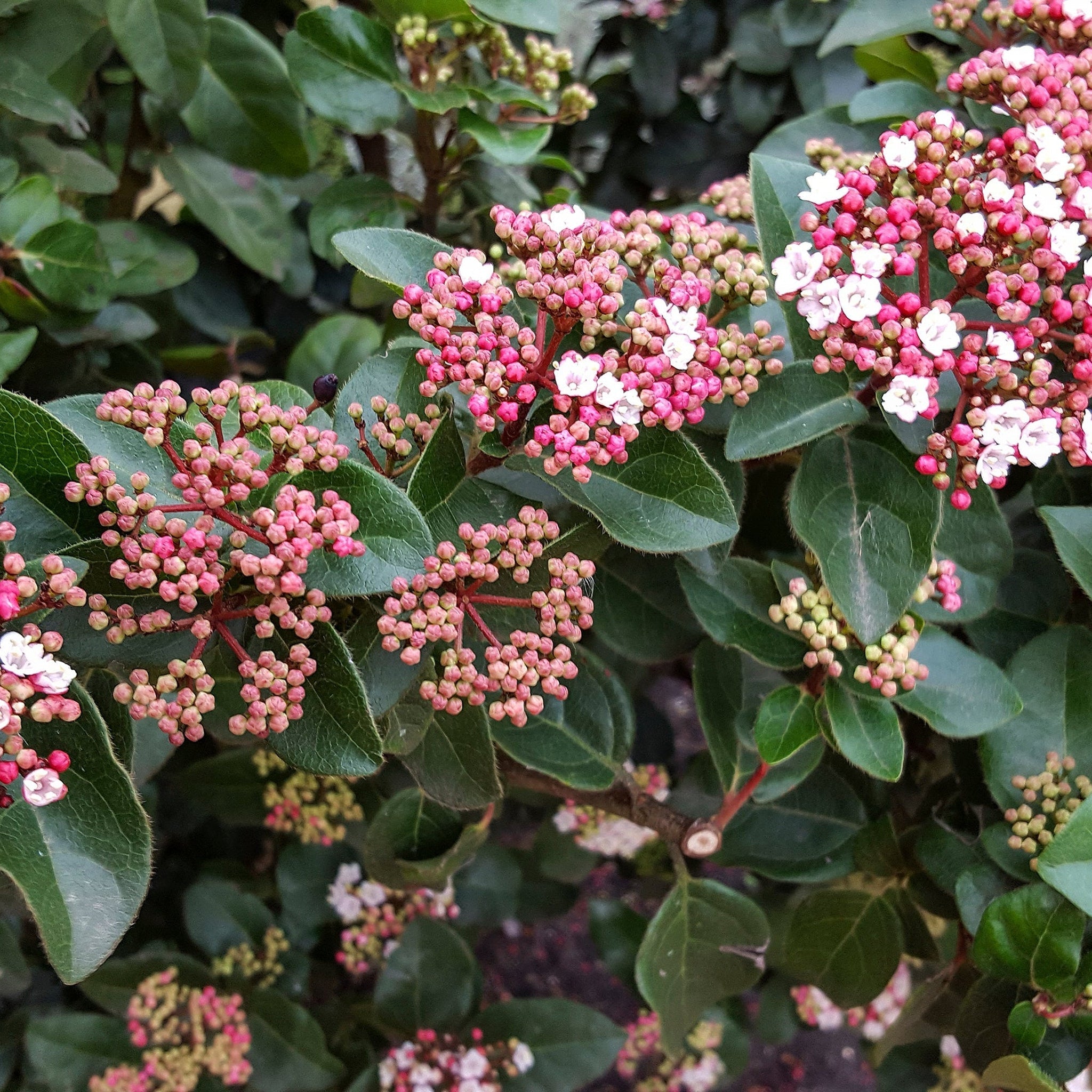 Viburnum tinus 'Lisa Rose' 9cm / 2L