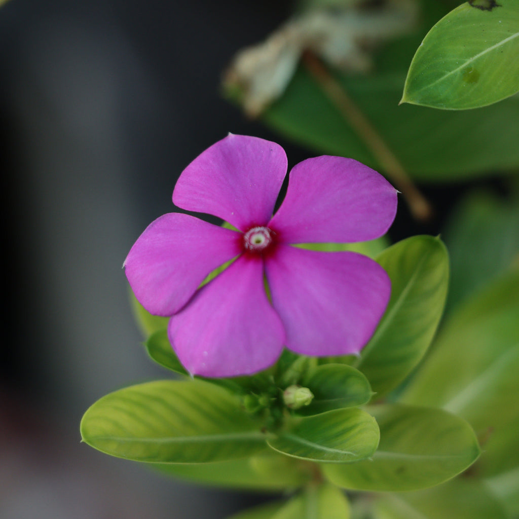 Vinca minor Tricolour | Periwinkle | 2L