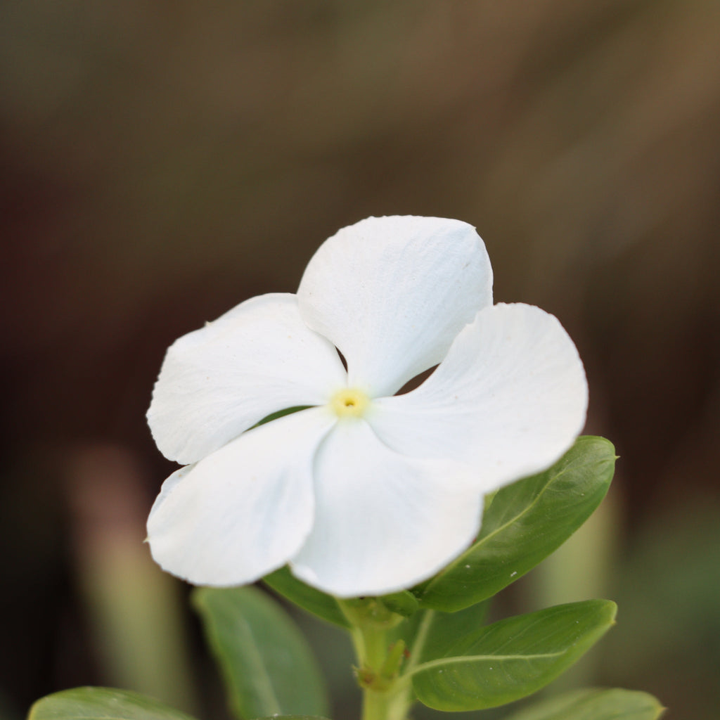 Vinca minor Tricolour | Periwinkle | 2L