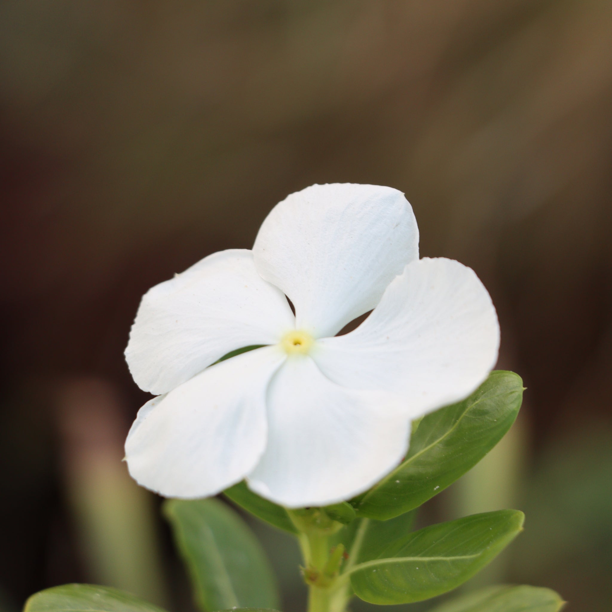 Vinca minor Tricolour | Periwinkle | 2L