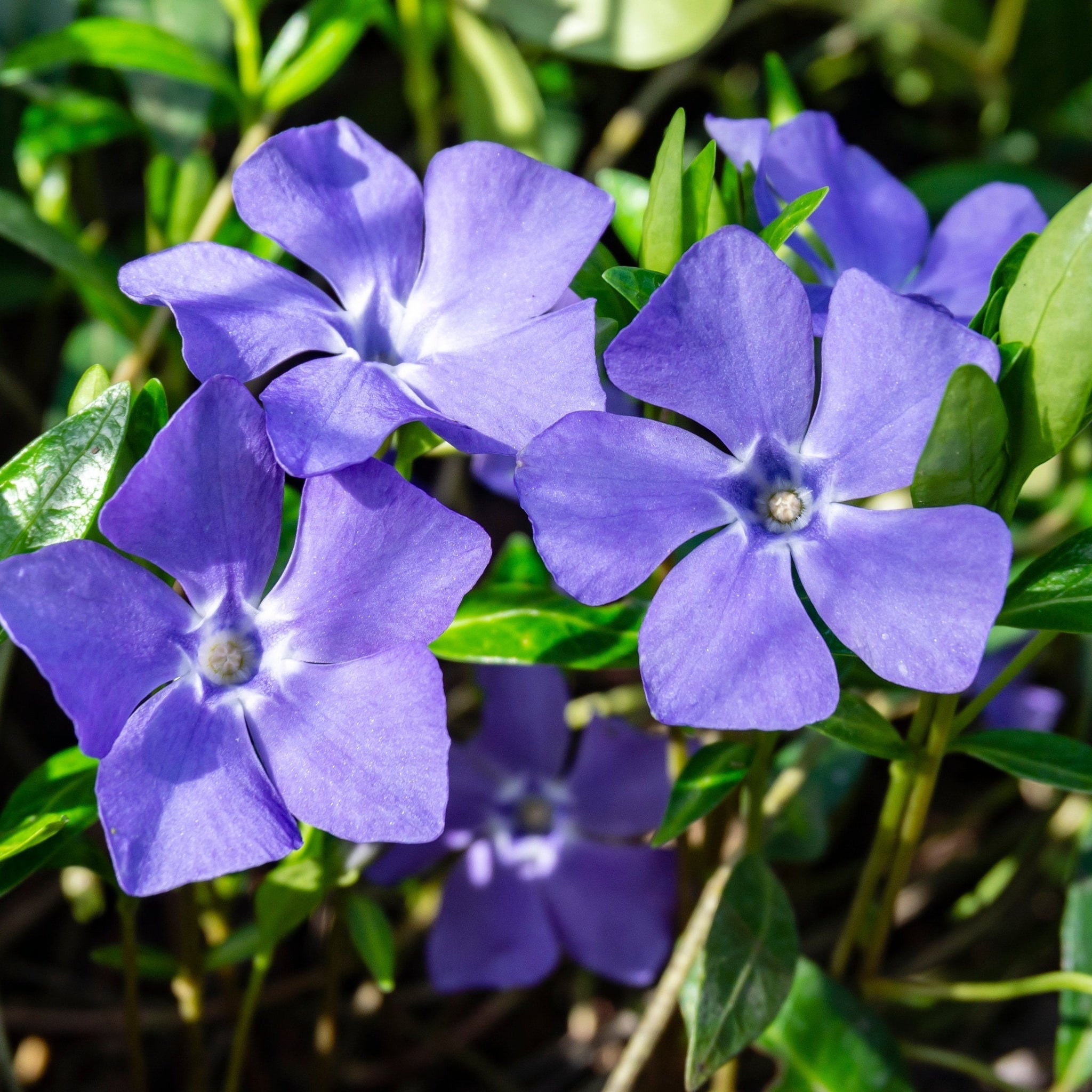 Vinca minor (periwinkle) 6 x 9cm pots