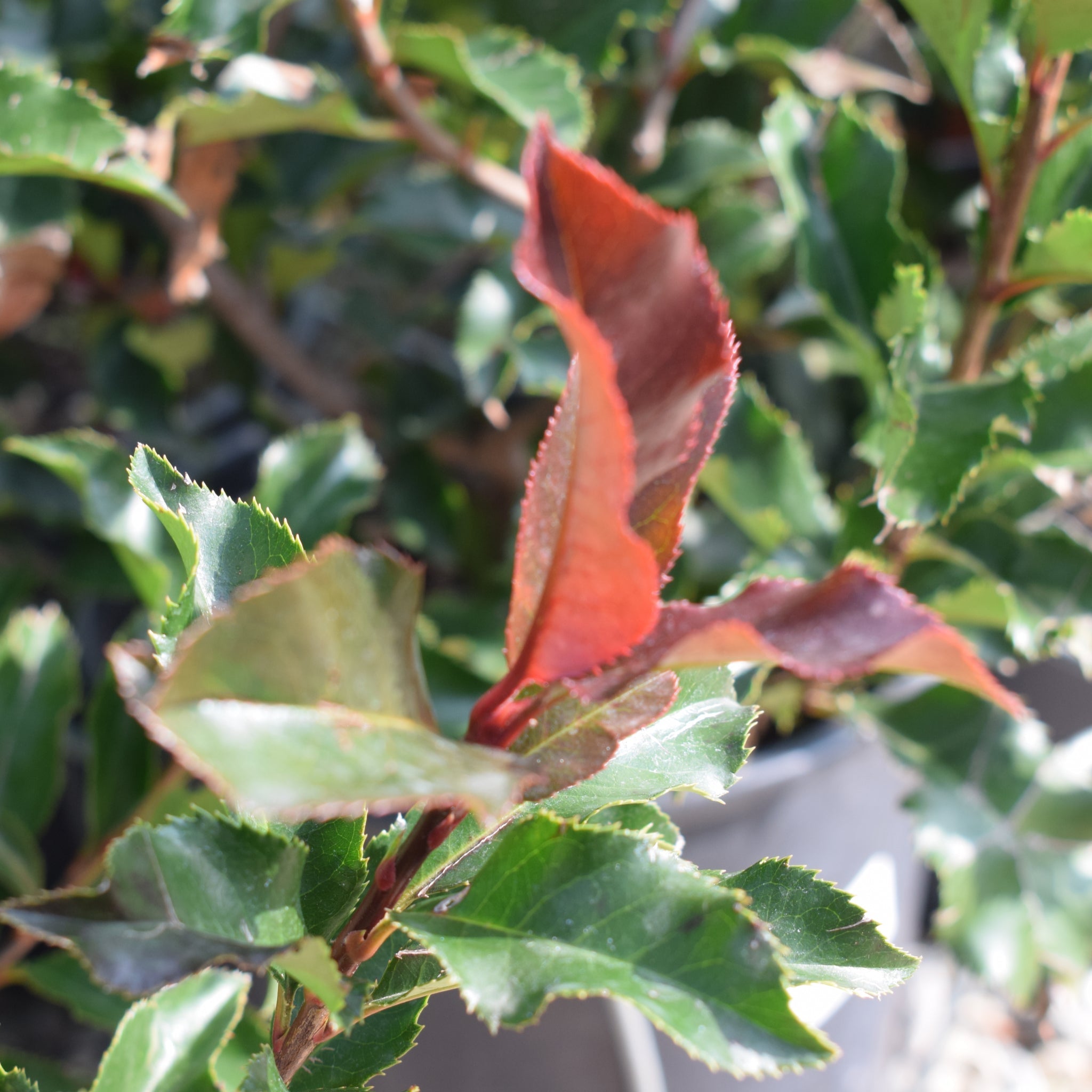 Photinia 'Magical Volcano' 5L (Multibuy Offers Available)