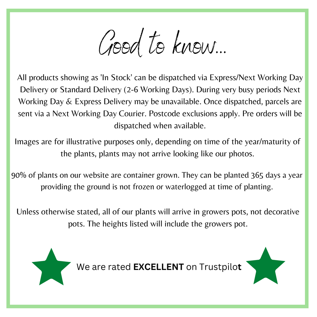 Verbena 'Buenos Aires' 3L