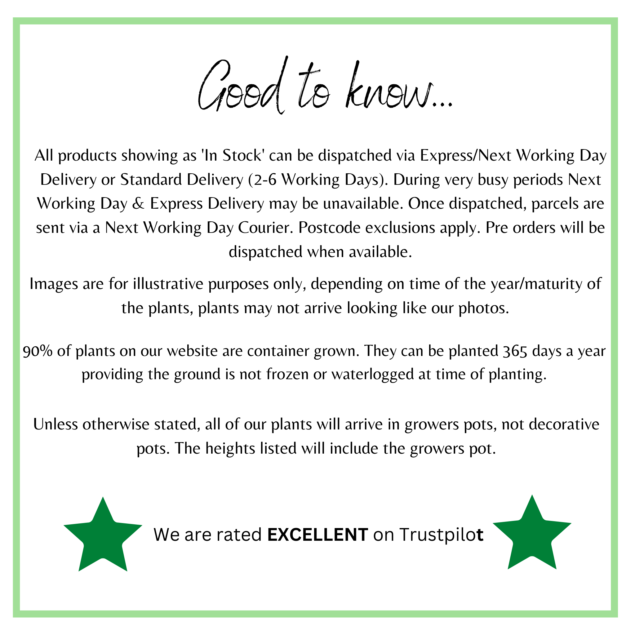 Verbena 'Buenos Aires' 3L