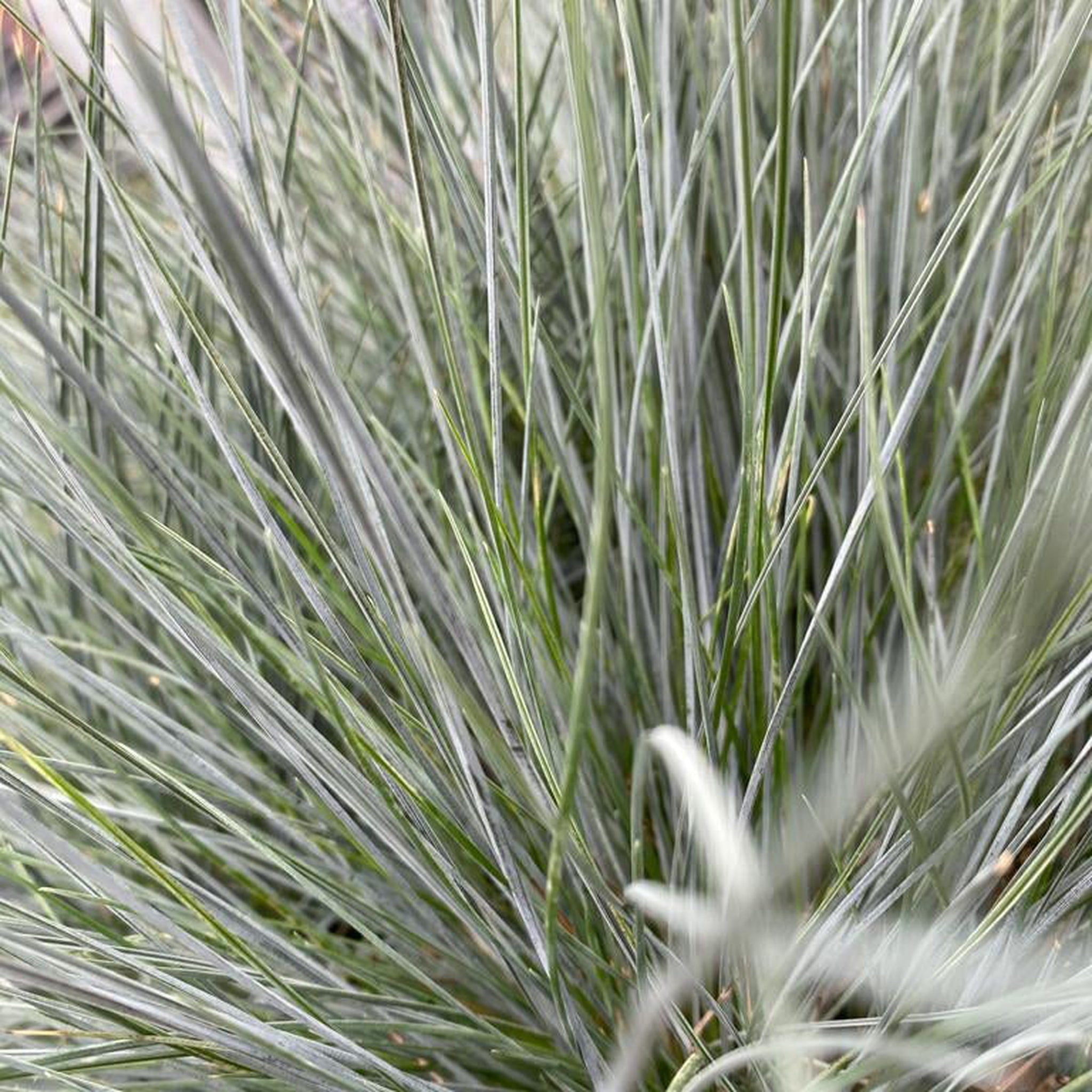 Blue Grass - Festuca Elijah Blue