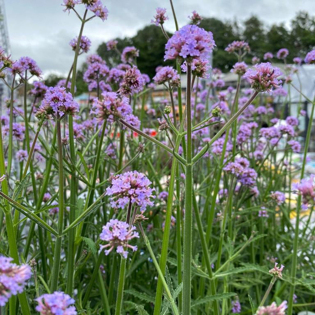 Verbena 'Buenos Aires' 3L