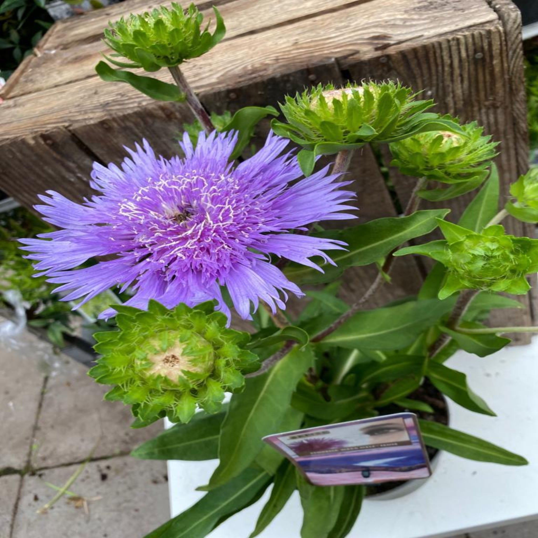 Stokesia laevis 'Mel's Blue' 9cm/2L
