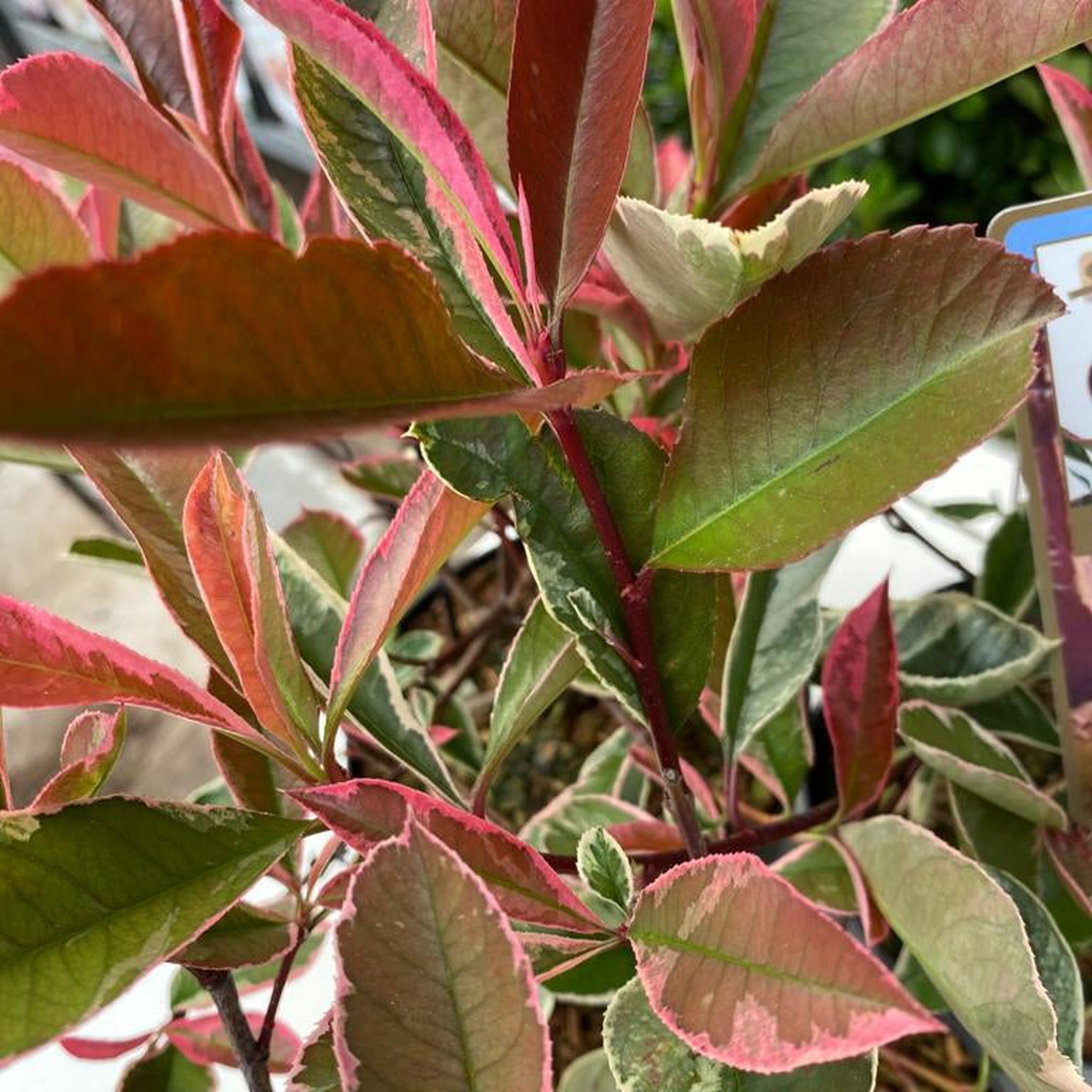 Photinia fraseri 'Pink Marble' 2L