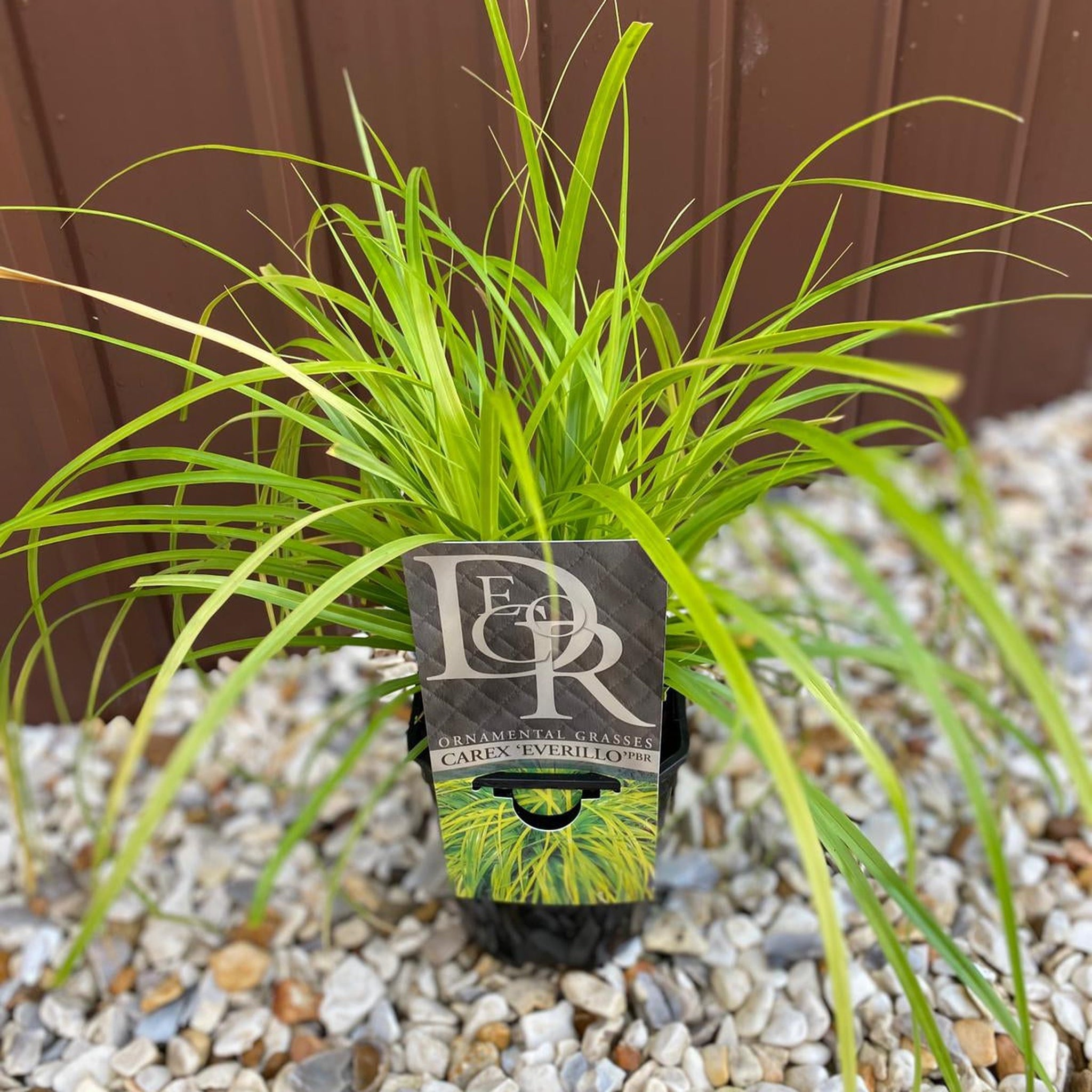 Ornamental Carex Grass ‘Everillo’ 1L / 2L