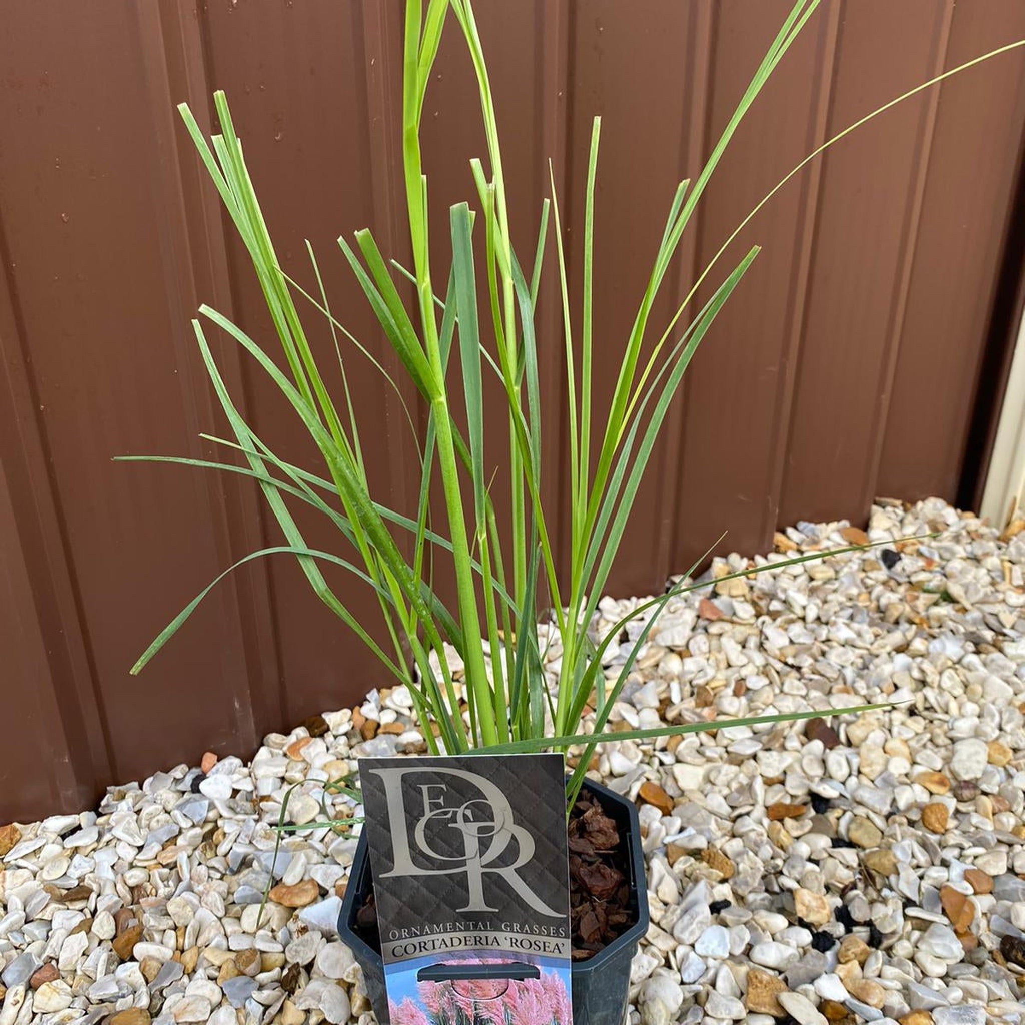 Cortaderia selloana Pink Pampas Grass 9cm/1L/2L/4L