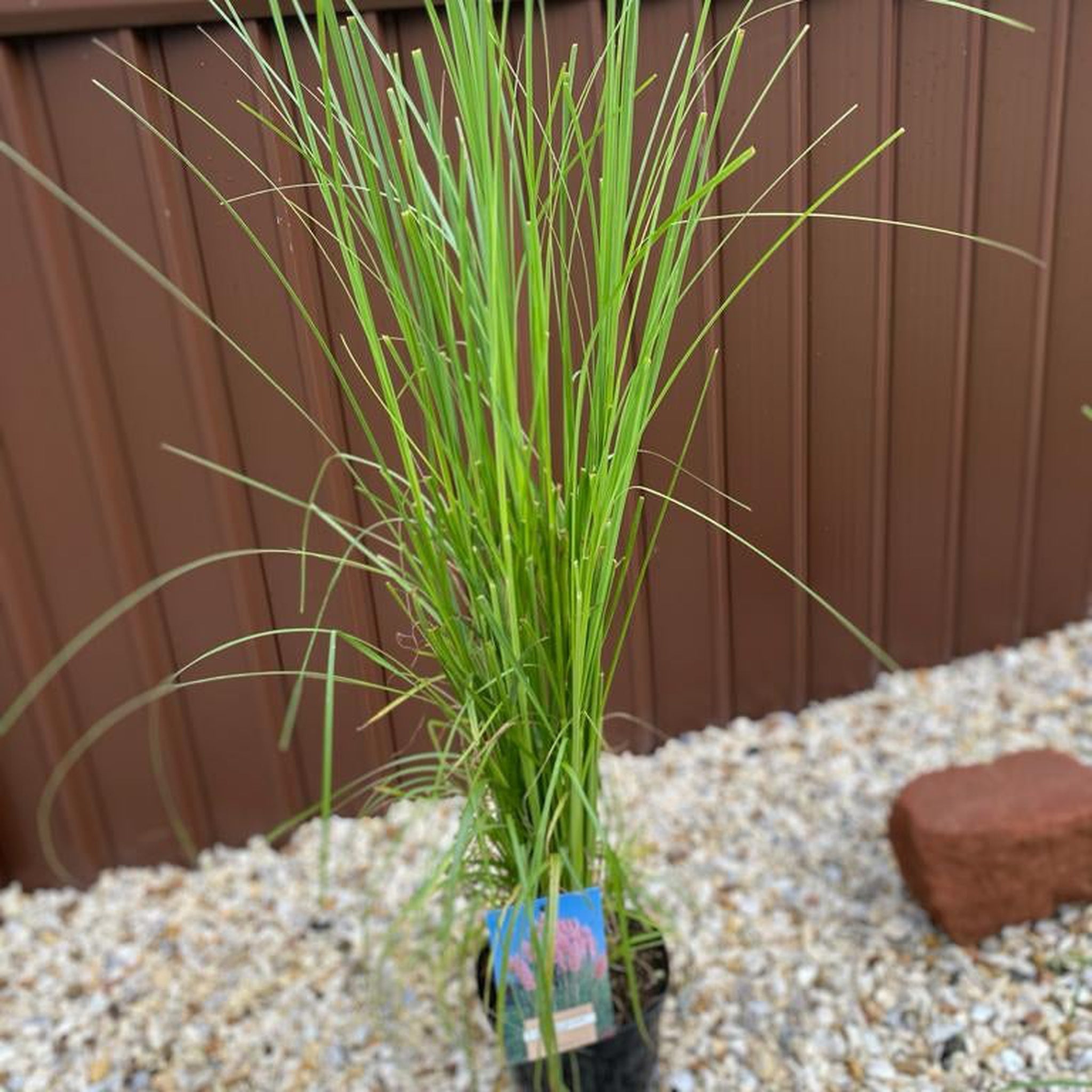 Cortaderia selloana Pink Pampas Grass 9cm/1L/2L/4L