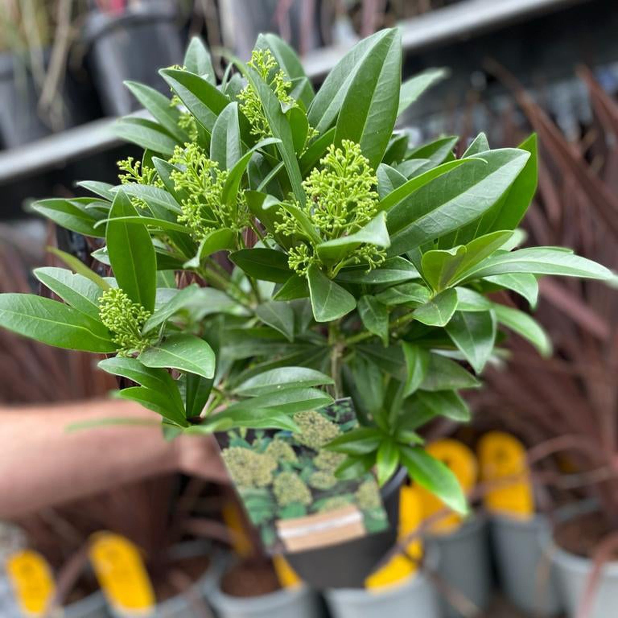 Skimmia × confusa 'Kew Green' 2L
