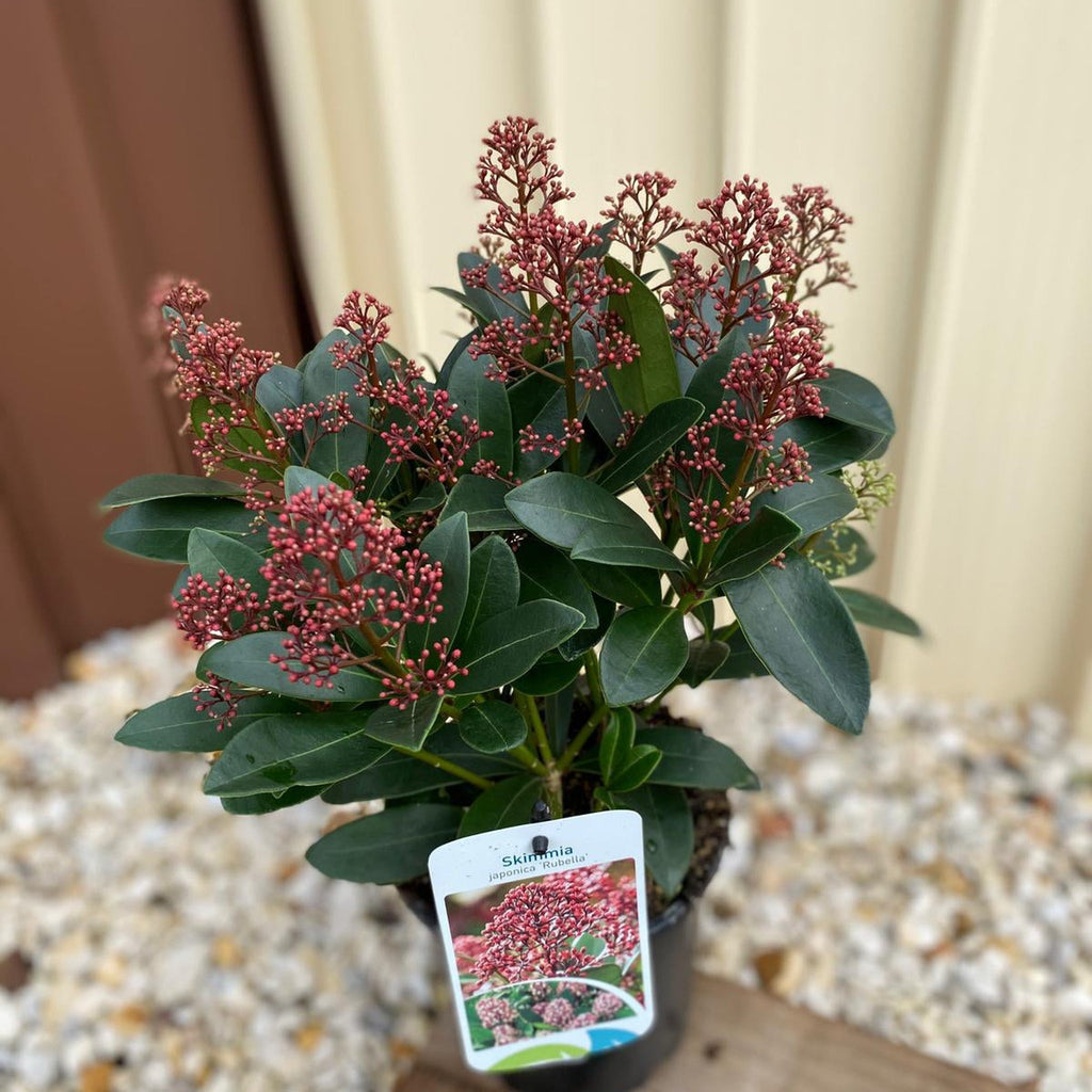 Skimmia japonica Rubella (Including Gift Wrap)