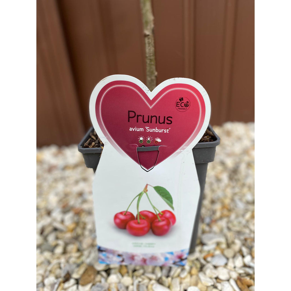 Dwarf/Patio Cherry Tree 'Sunburst' (Prunus avium) 1m