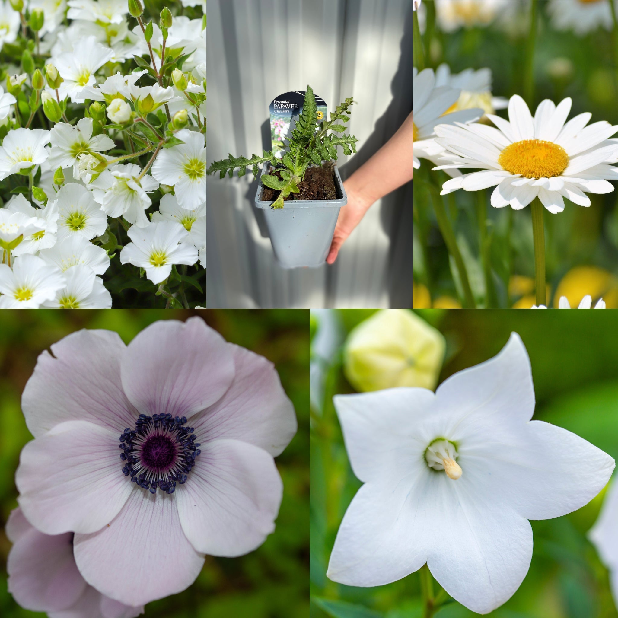 SPECIAL OFFER: Mix of 5 White Perennials
