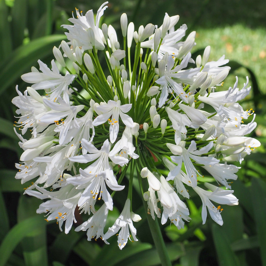 Agapanthus 'Africanus' - African Lily  (White)  1.5L