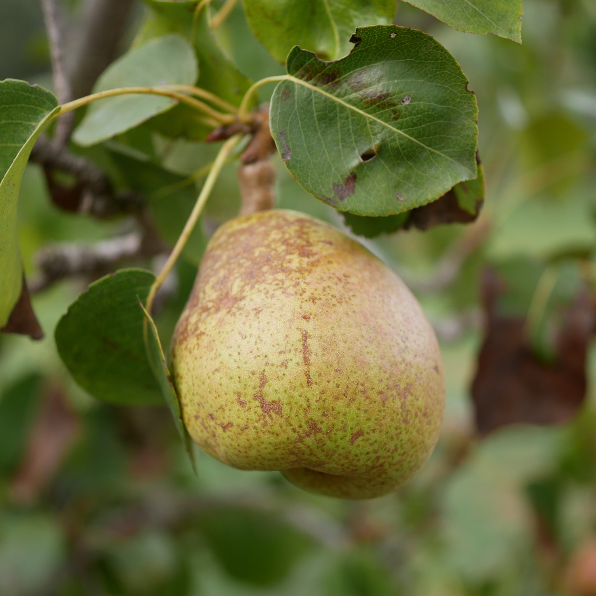 Dwarf/Patio Pear Tree - Wildeman 1m