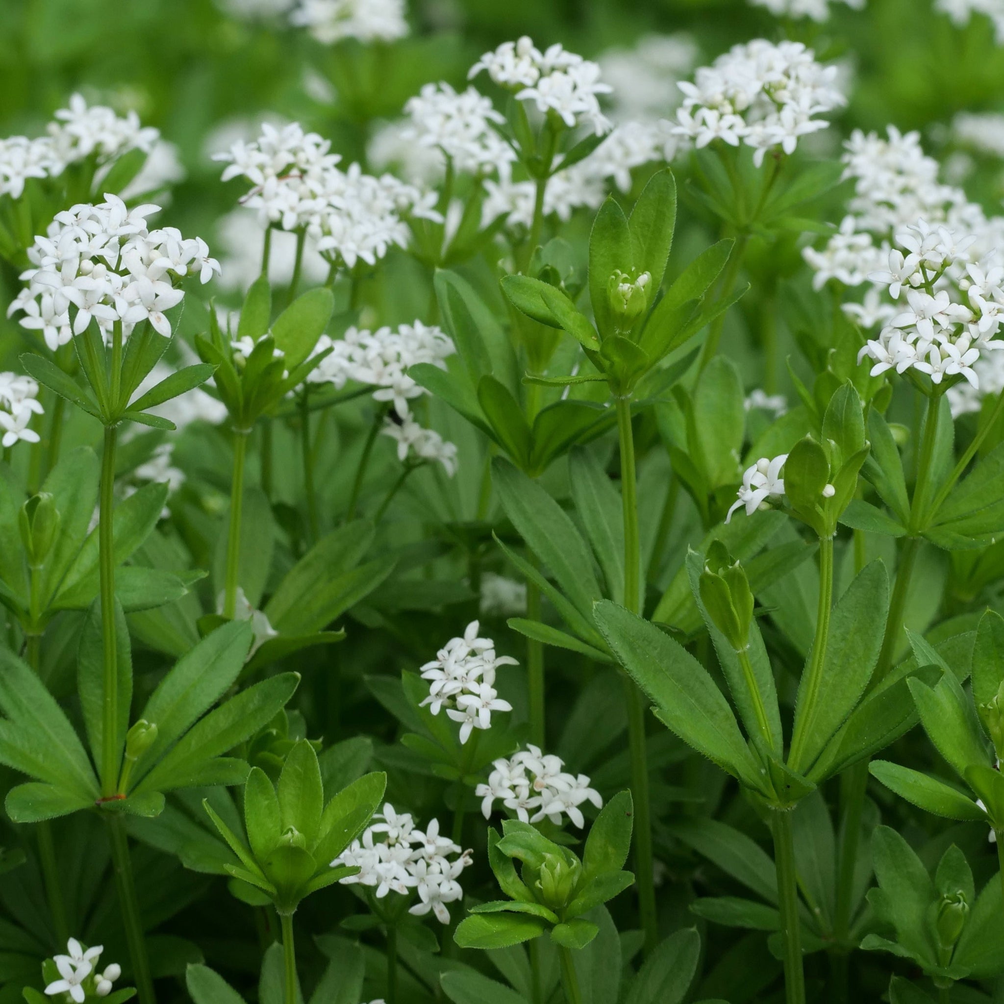 Woodruff - Galium odoratum (Herb) 9cm