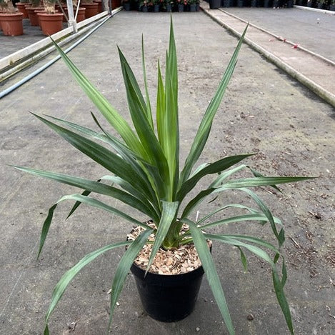 Yucca 'Gloriosa' 3L