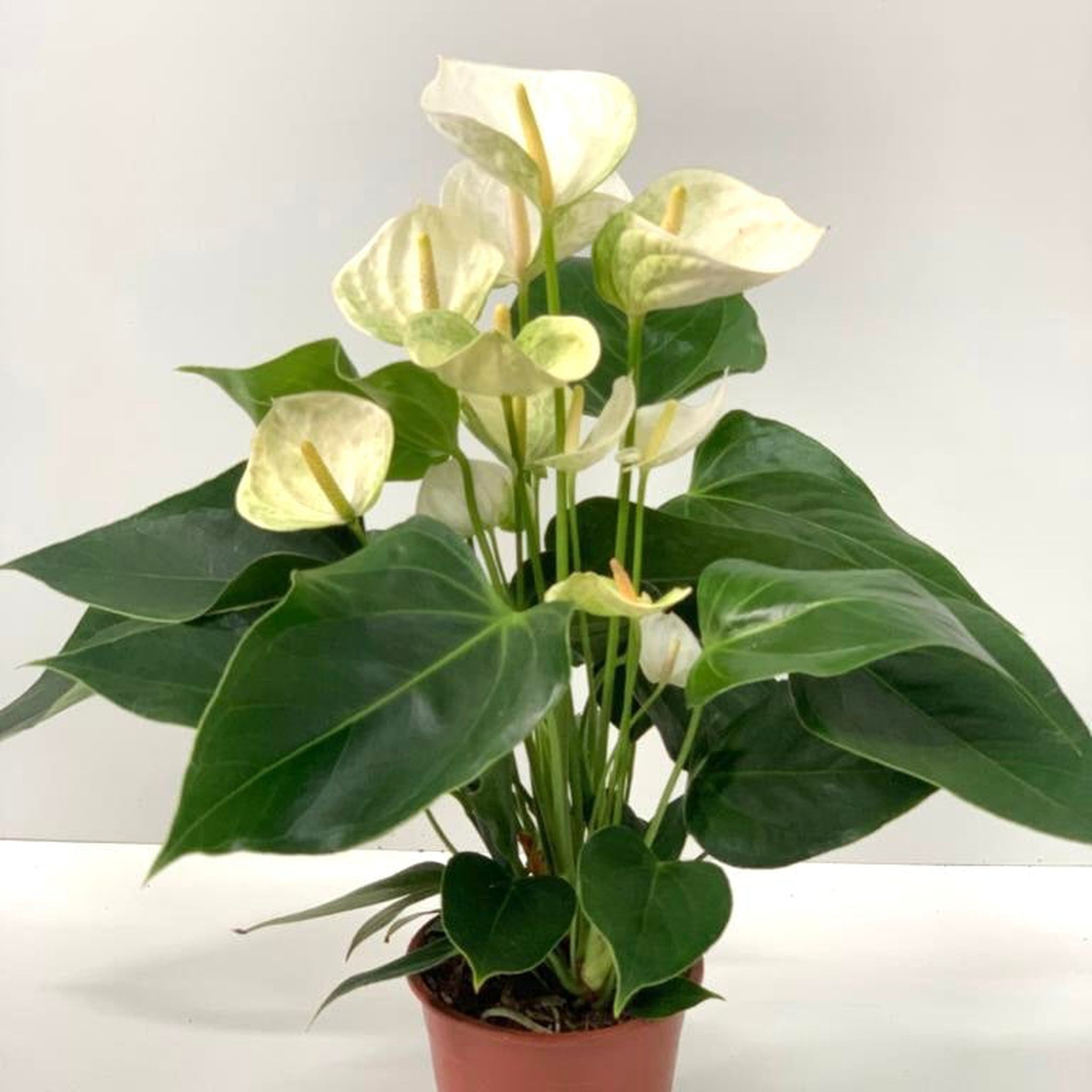 Anthurium - White 40-50cm
