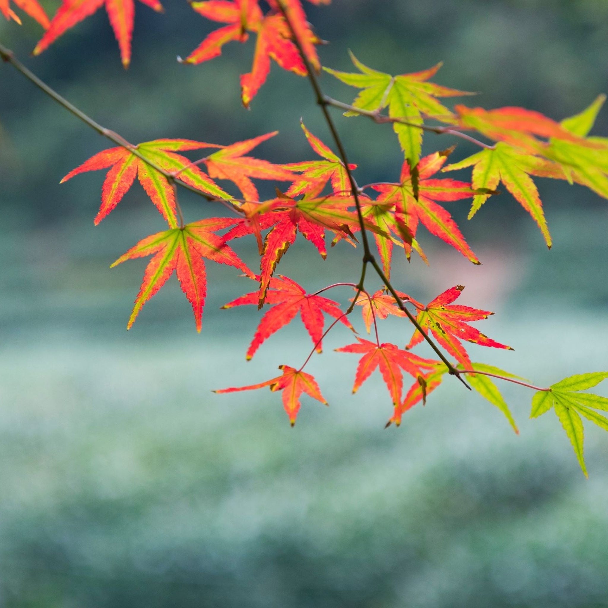 Acer palmatum 'Festival' 3L