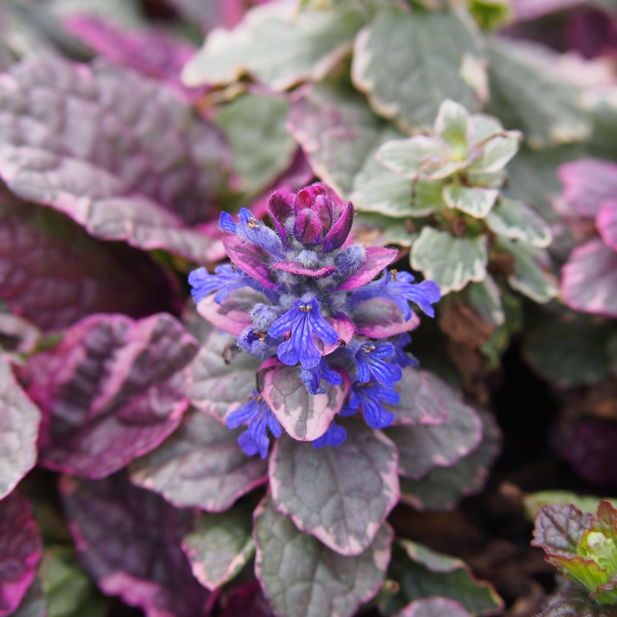 Ajuga 'Burgundy Glow' 1.5L