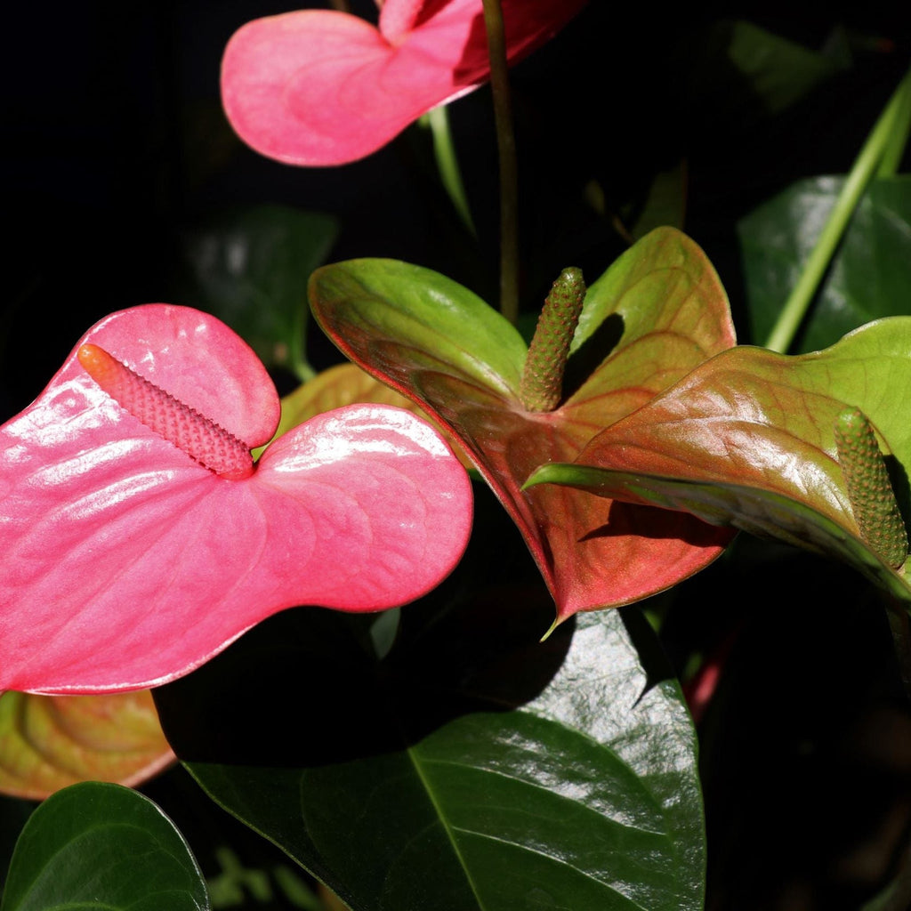 Anthurium - Candy Floss Pink