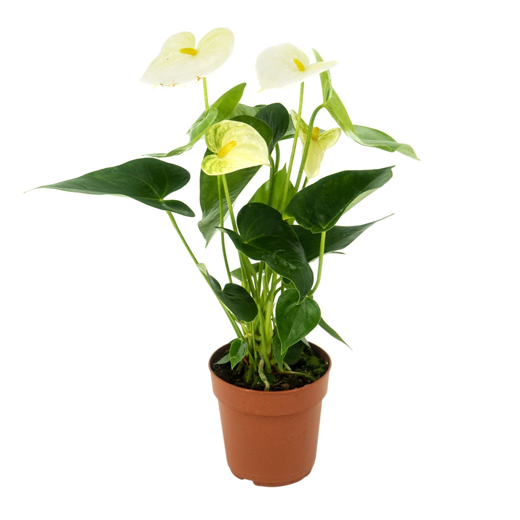 Anthurium - White 40-50cm