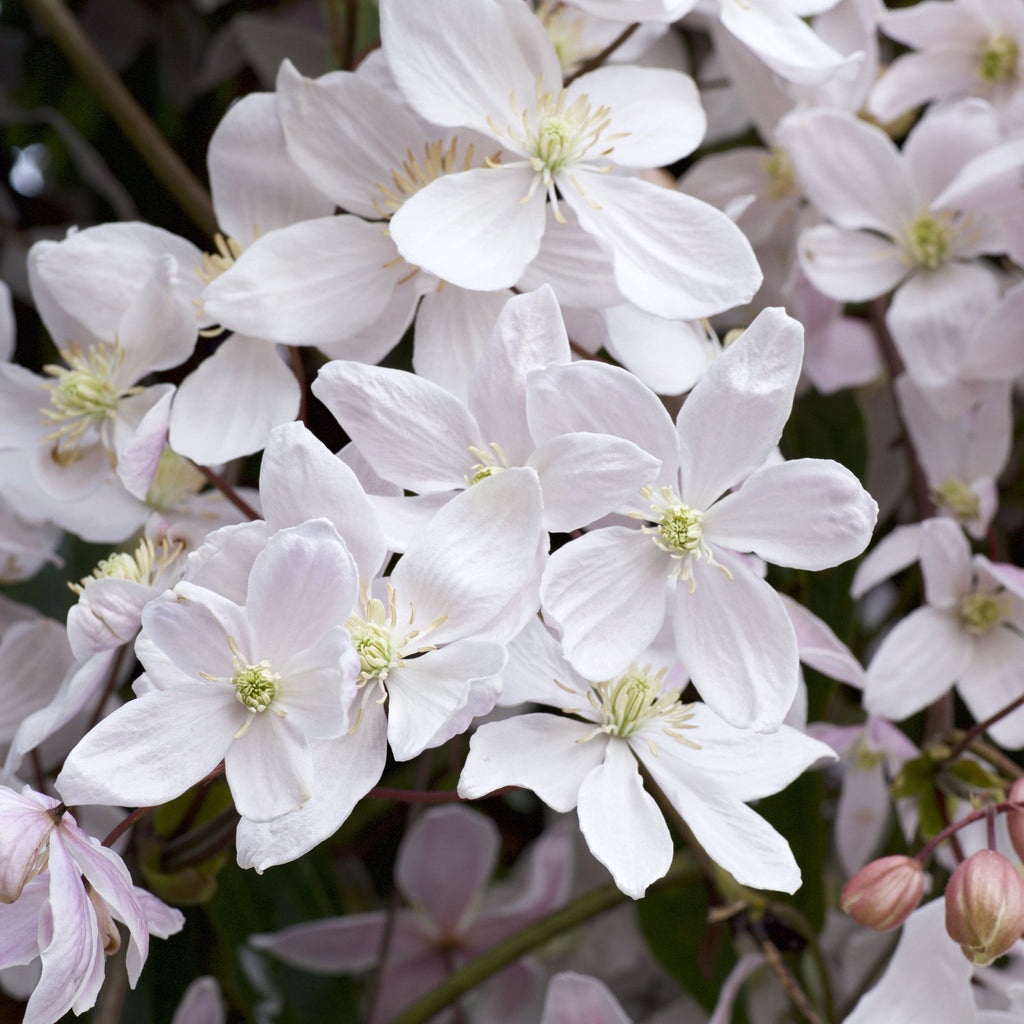 Clematis armandii  'Snowdrift' 100cm (Evergreen and Fragrant)