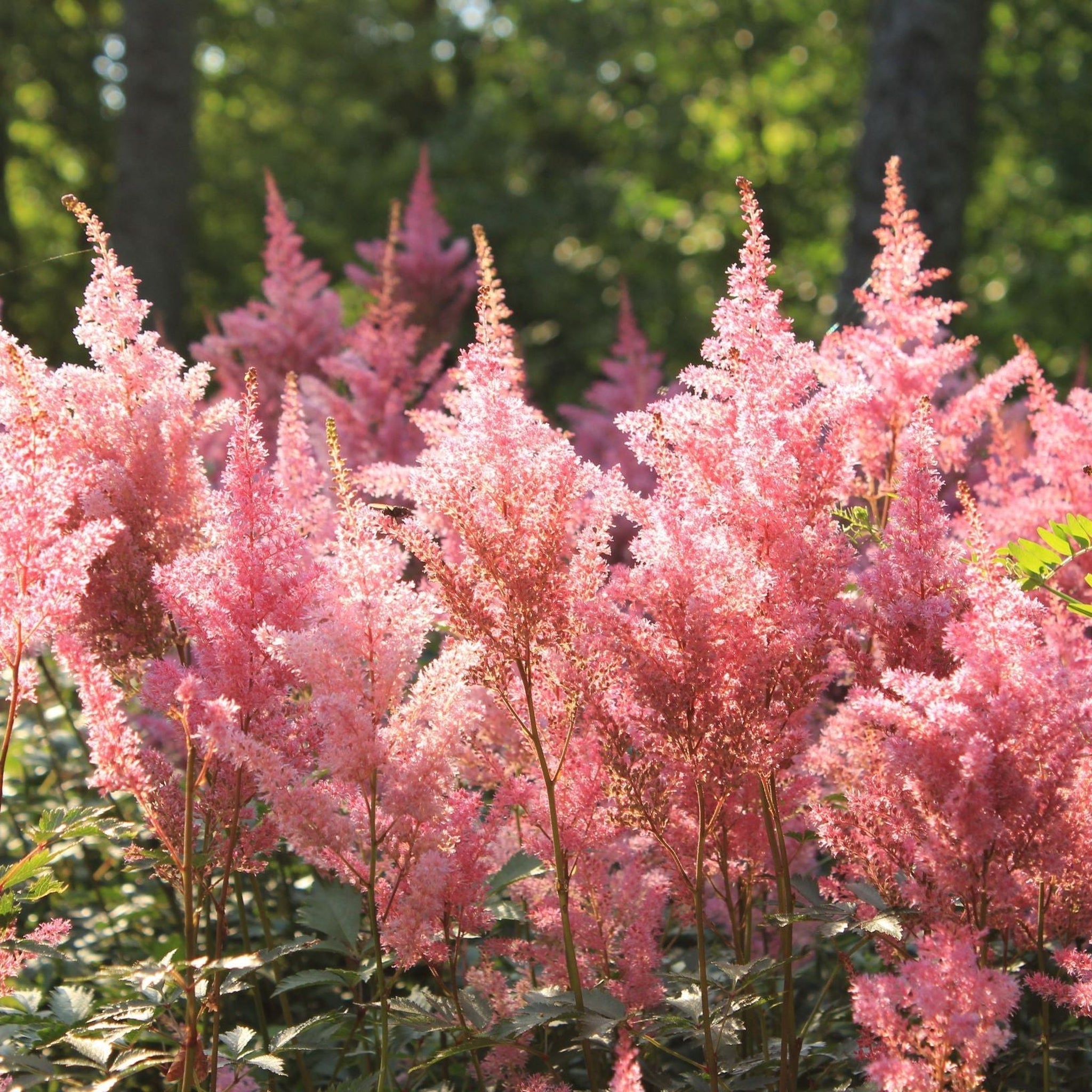Astilbe Pink 2L