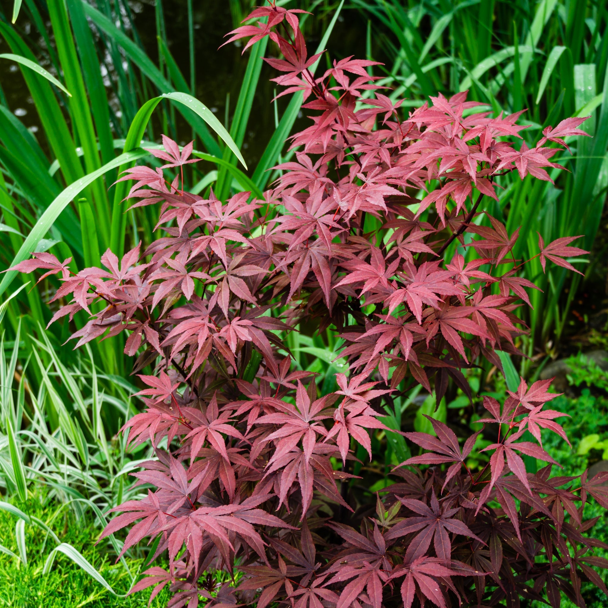 Acer palmatum 'Atropurpureum' 10.5cm / 2L / 3L / 10L