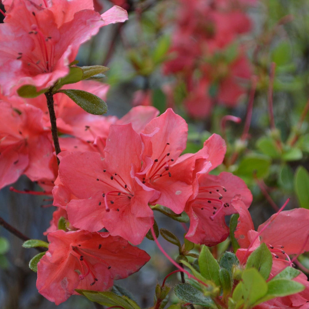 Azalea 'Geisha Orange' 1L-3L