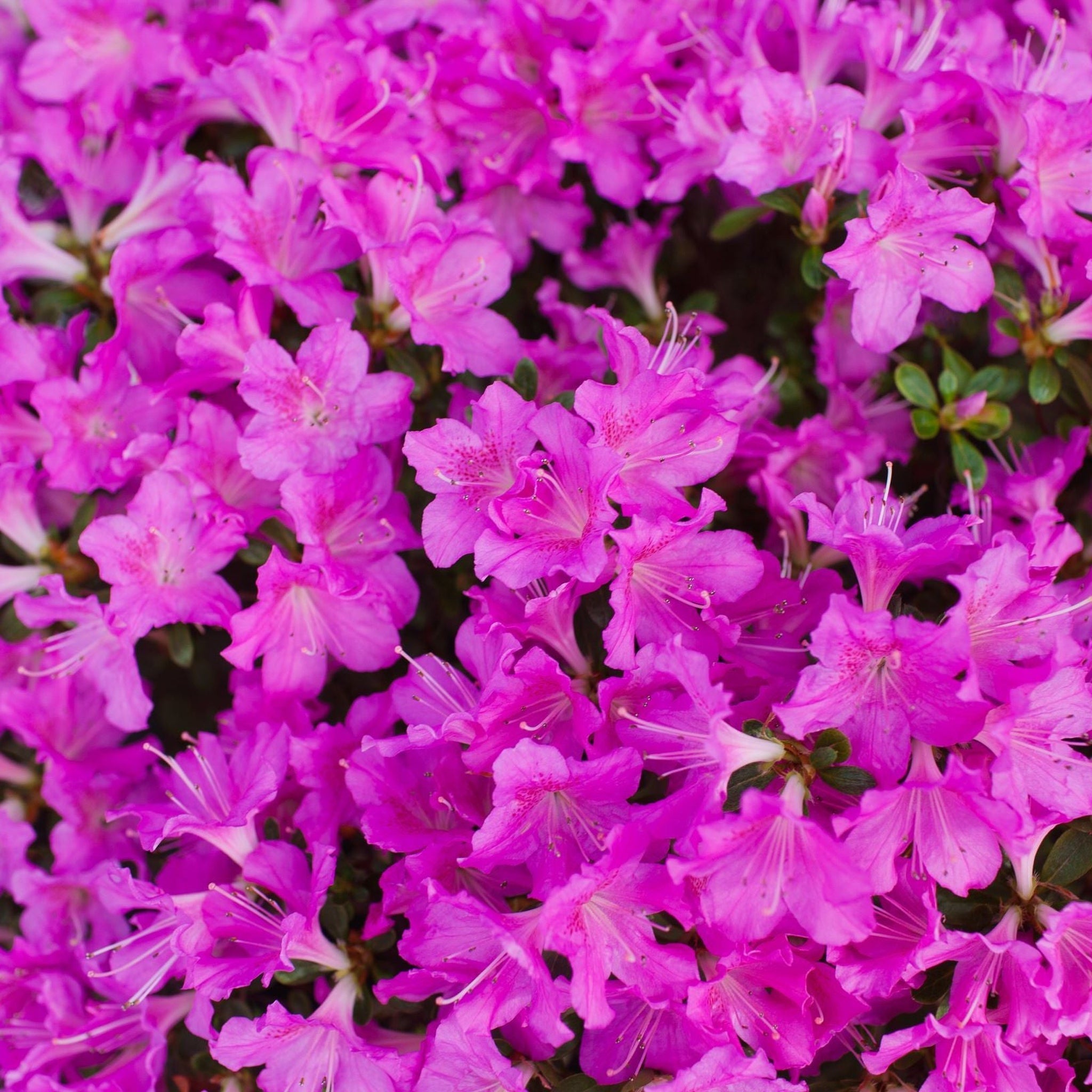 Azalea 'Geisha Purple' 3L