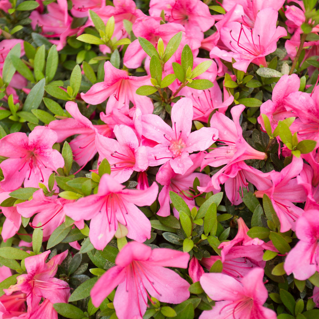 Azalea 'Madamme Van Hecke' 2/5L