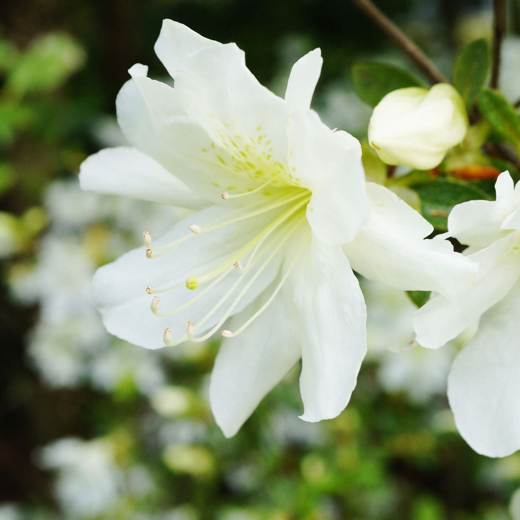 Azalea 'Mary Helen' (White) 3L