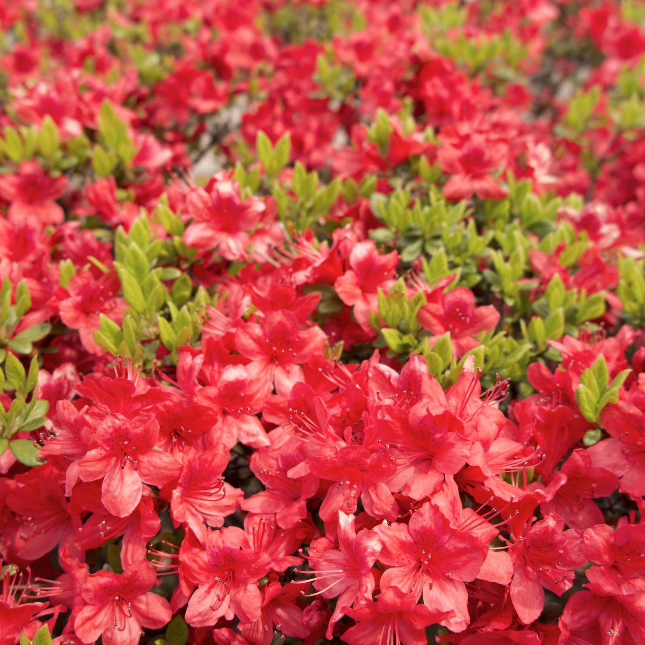Azalea 'Geisha Red' 1/2L