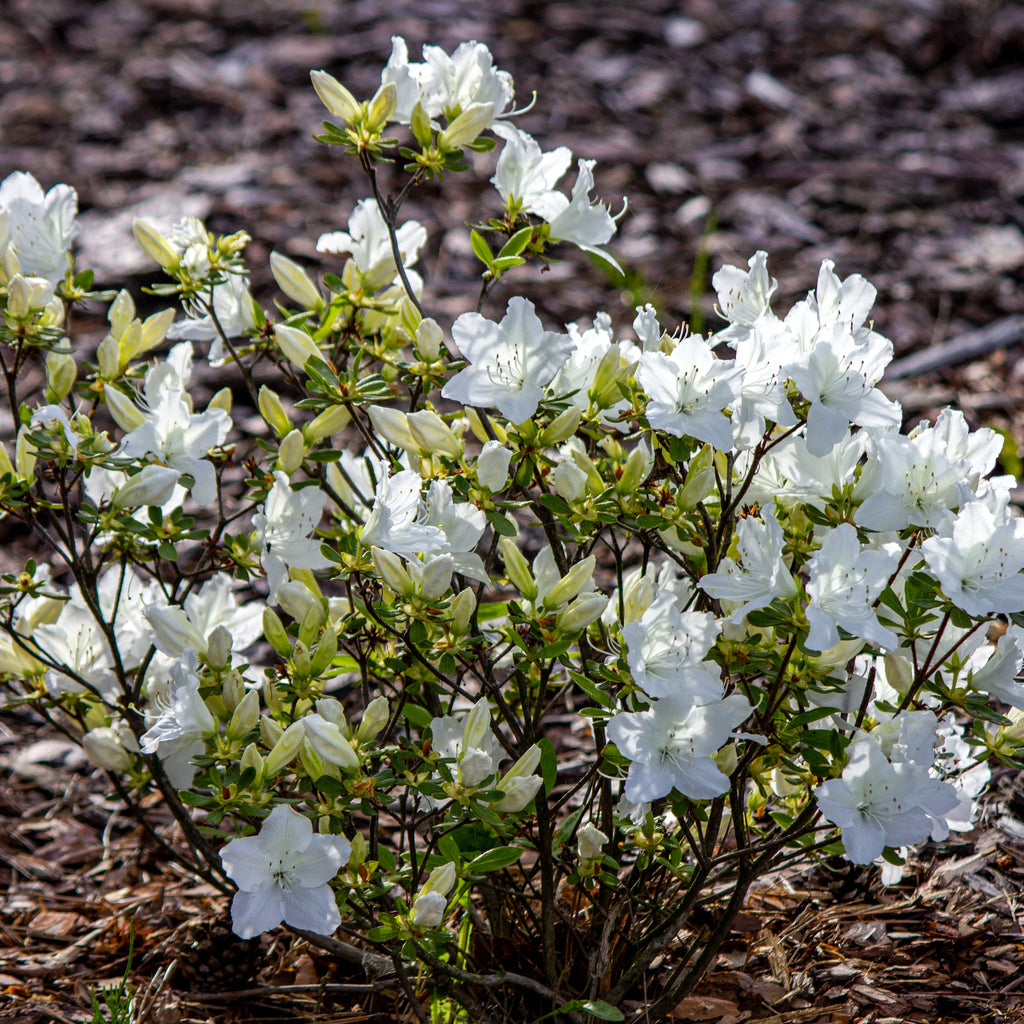 Azalea 'Schneewittchen' 2L