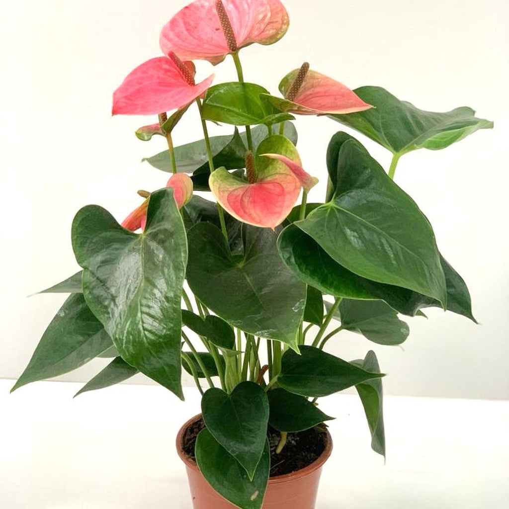 Anthurium - Candy Floss Pink