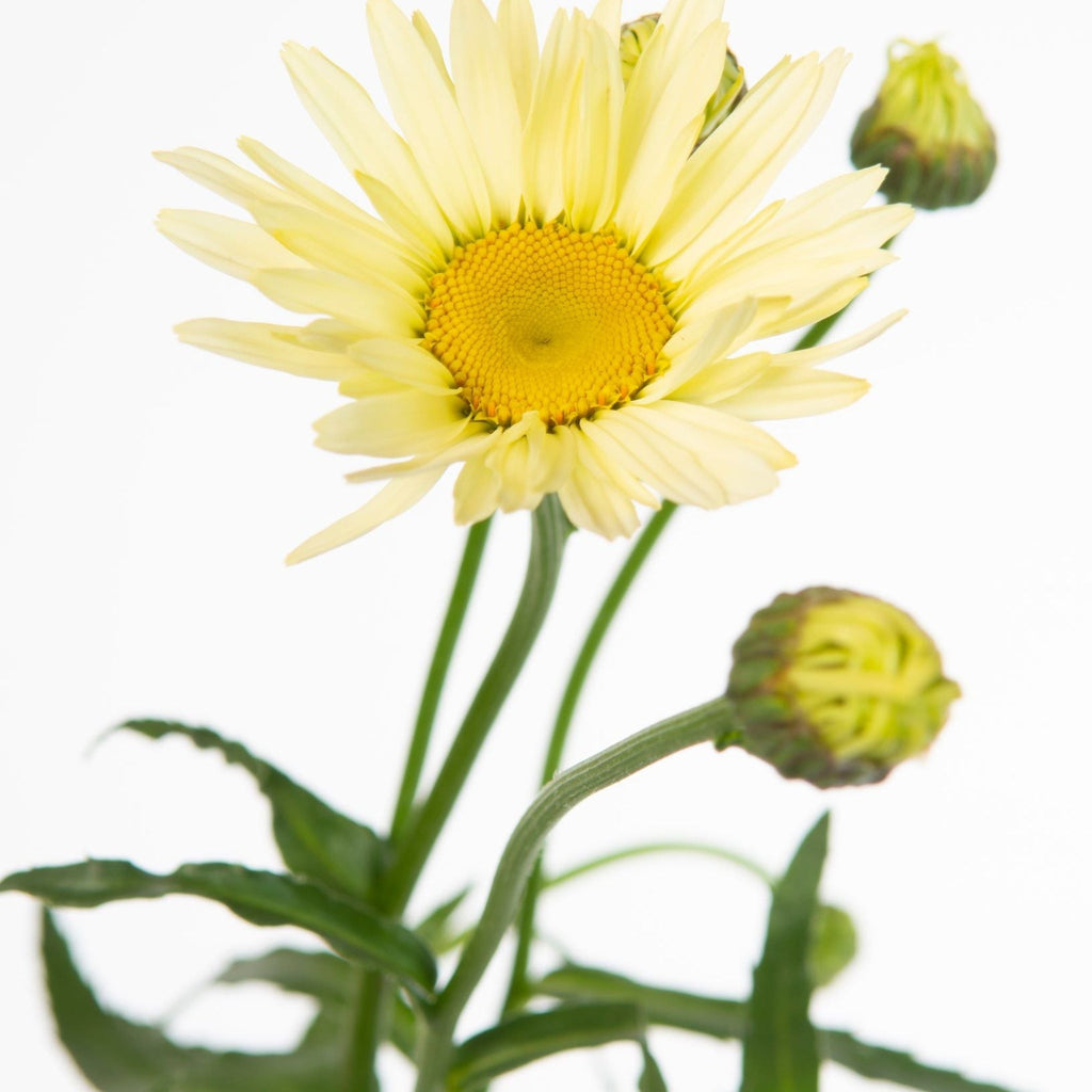 Leucanthemum 'Banana Cream' 9cm