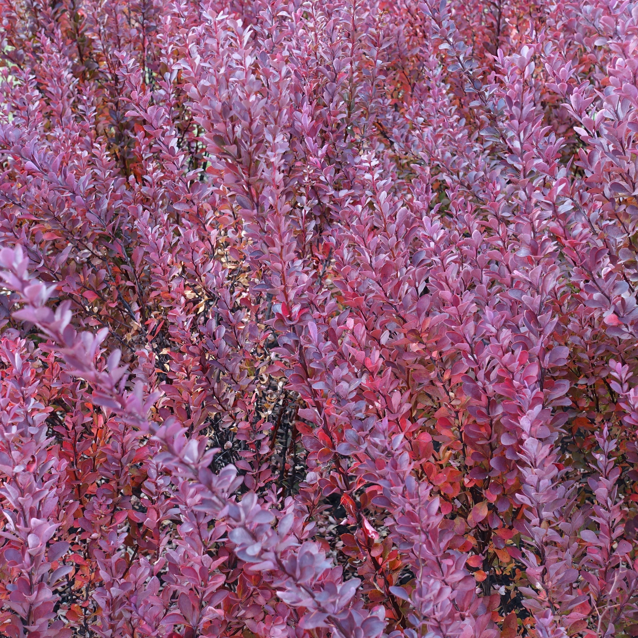 Berberis atropurpureum - Purple Barberry (10 Plants)