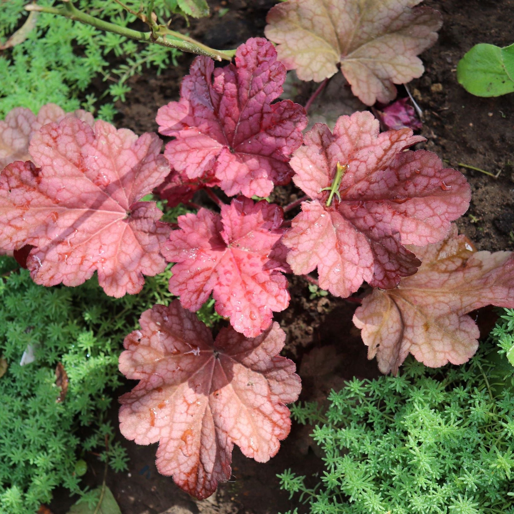 Heuchera 'Berry Smoothie' 2L