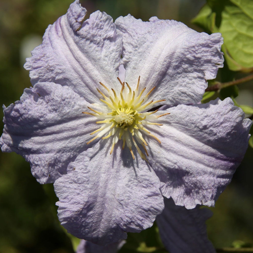 Clematis 'Blue Angel' 60cm
