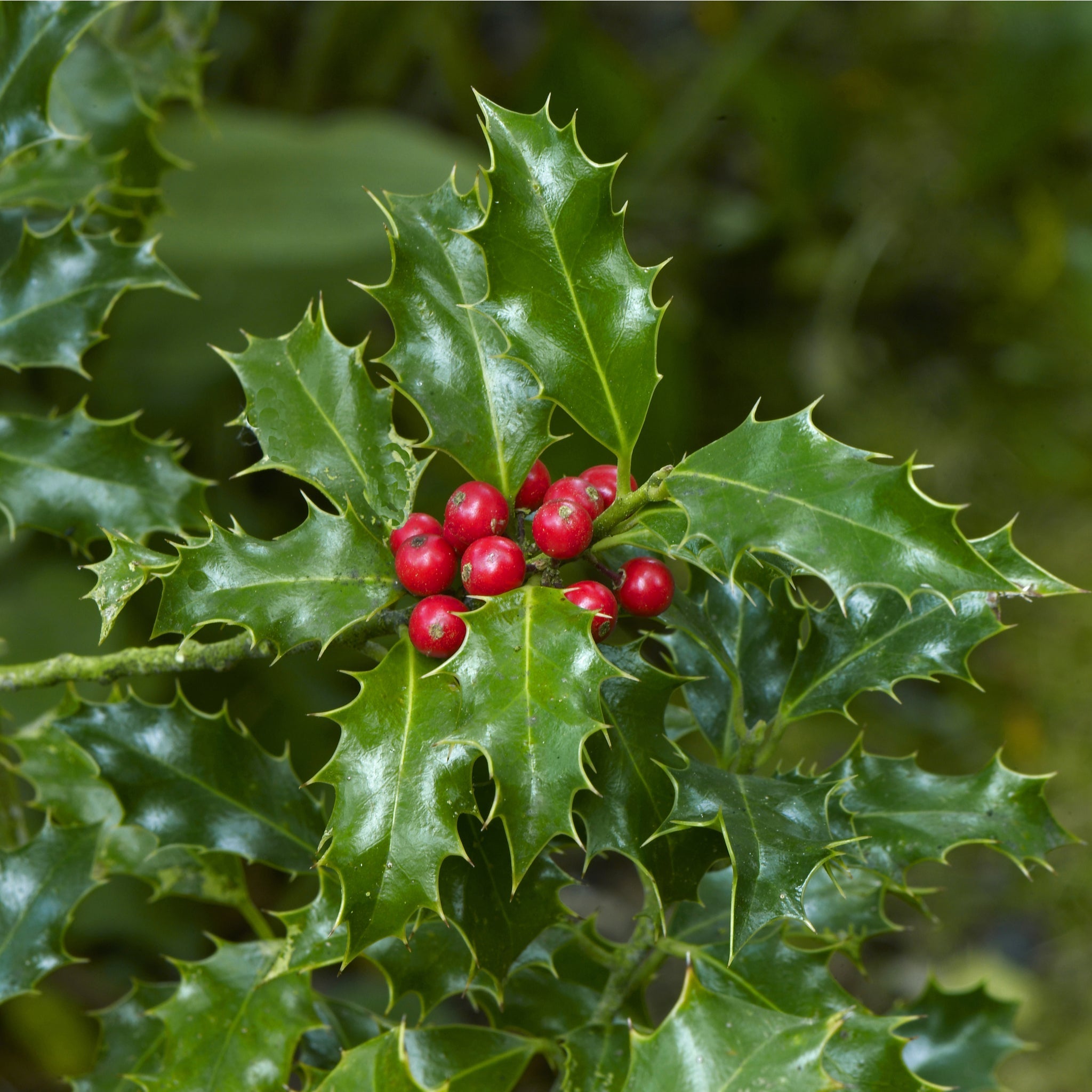 Ilex 'Blue Angel' Holly 5L