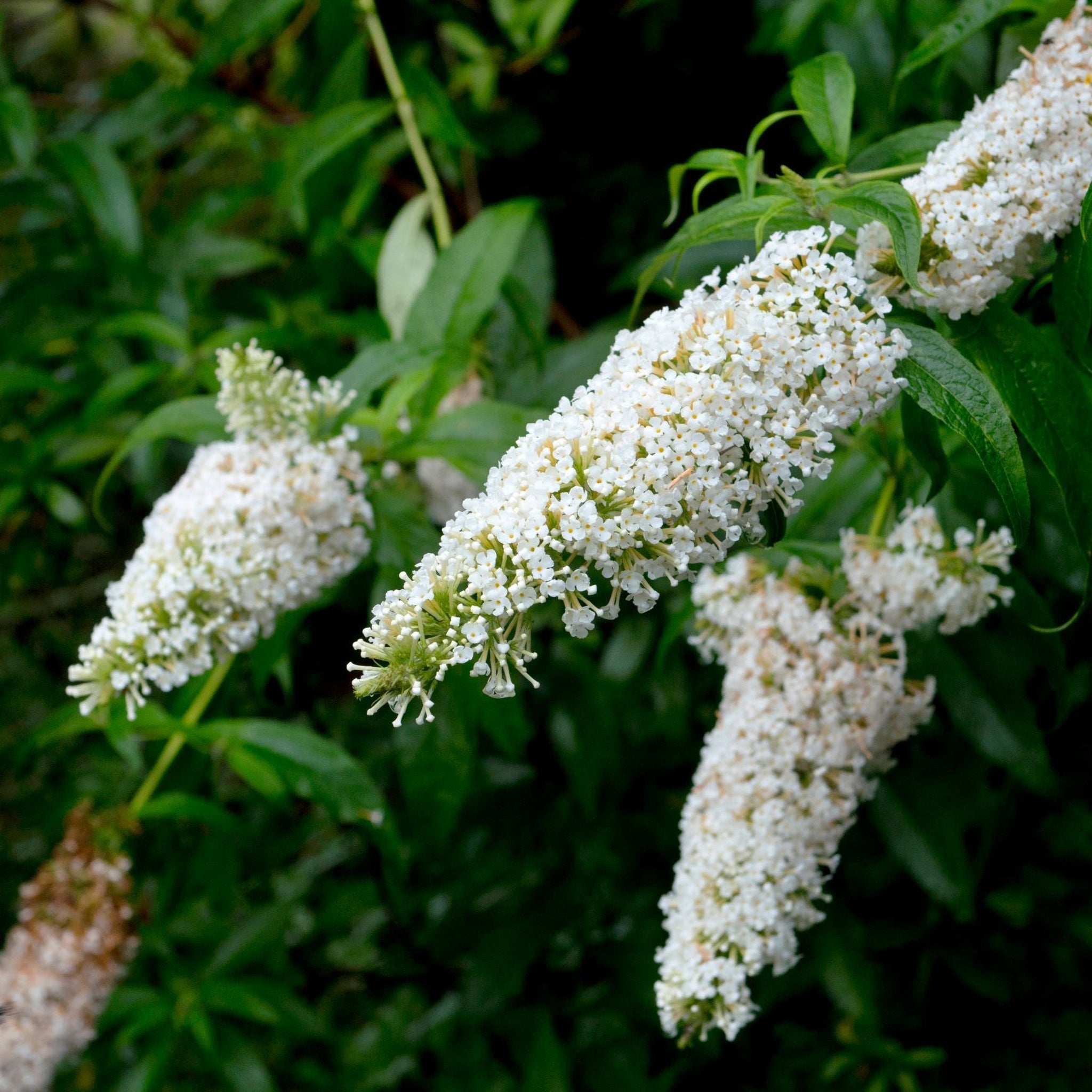Buddleja davidii 'White Profusion'