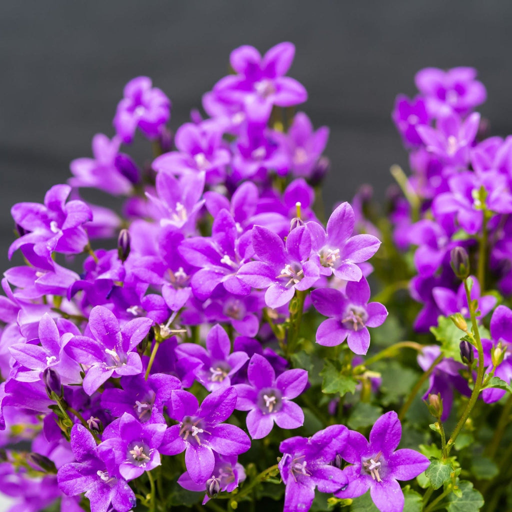Campanula portenschlagiana 'Clockwise' 9cm/1.5L