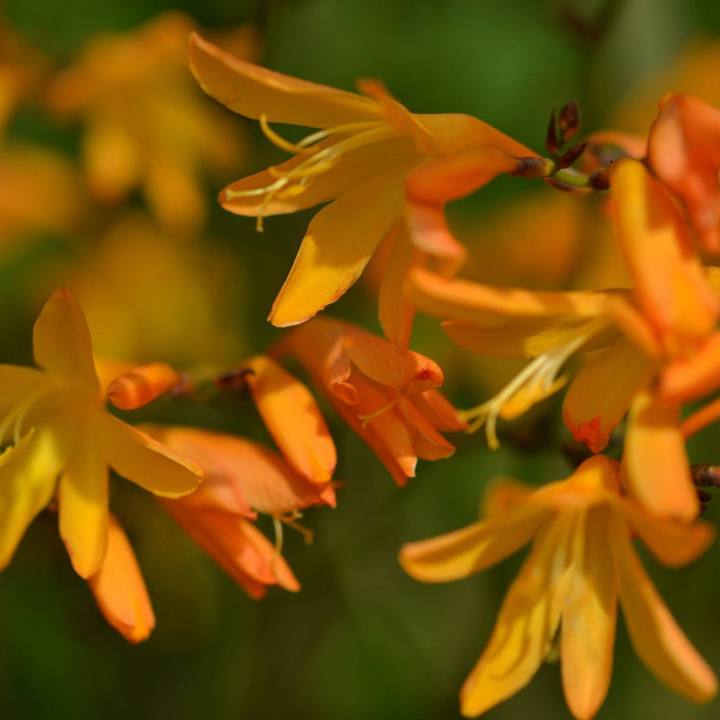 Crocosmia × crocosmiiflora 'George Davidson' 9cm
