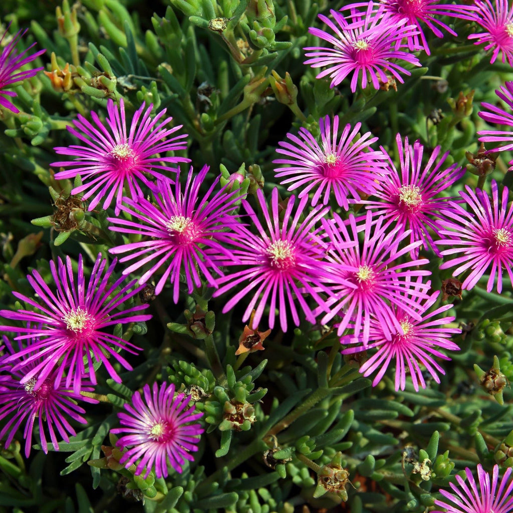 Delosperma Cooperi 9cm
